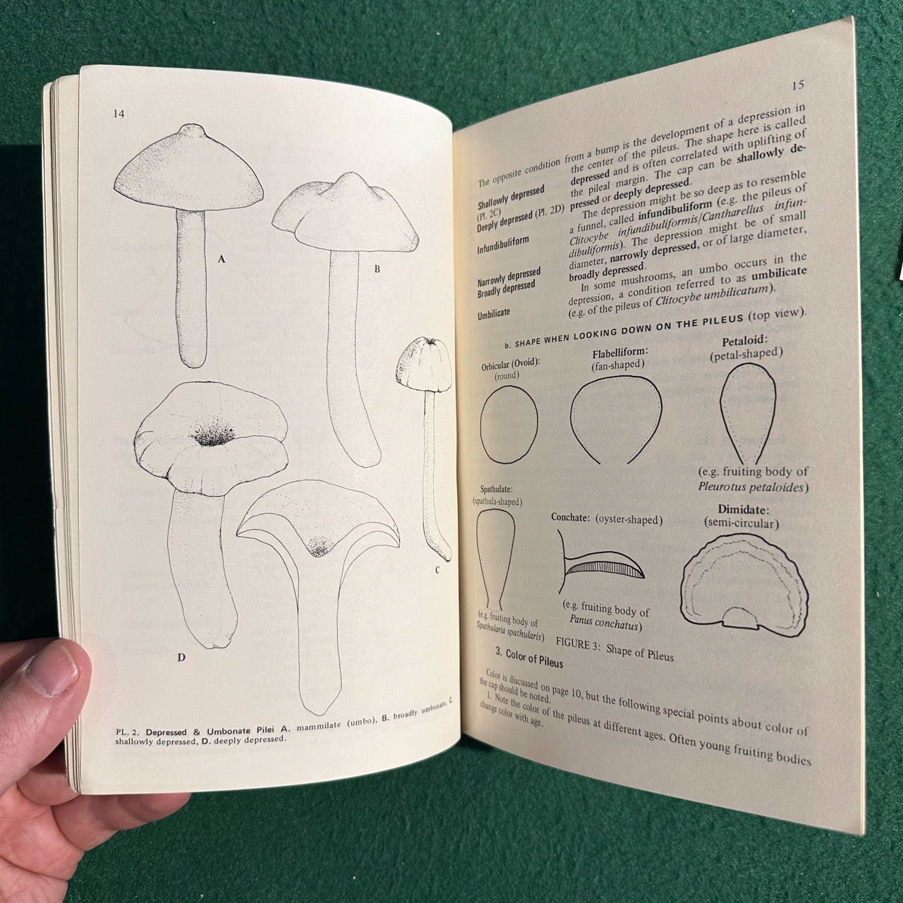 Vintage Non-Fiction Paperback: David L Largent - How to Identify Mushrooms to Genus I: Macroscopic Features