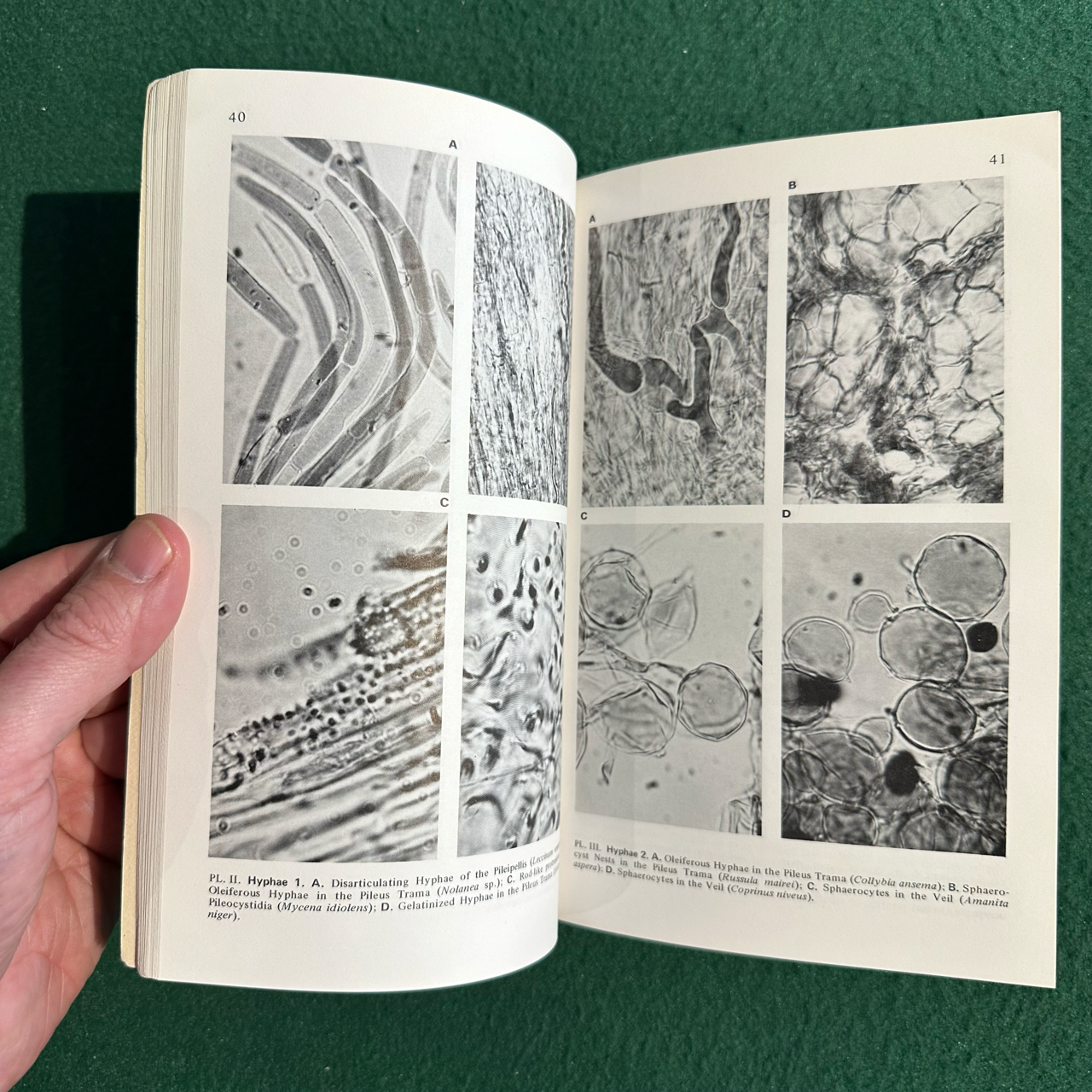 Vintage Non-Fiction Paperback: David Largent, David Johnson and Roy Watling - How to Identify Mushrooms to Genus III: Microscopic Features